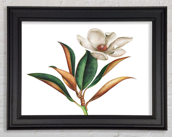British Flower Illustration Framed Print