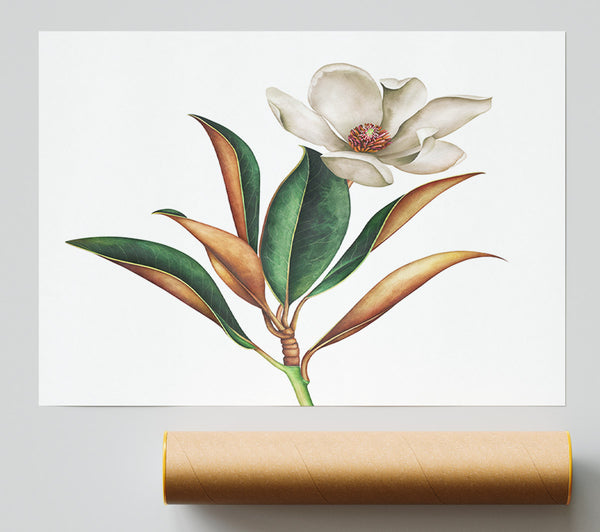 British Flower Illustration Poster