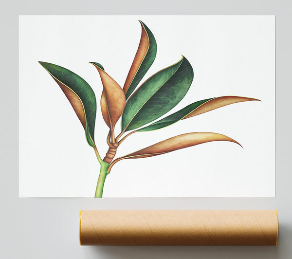 The Plant Drawing Giclee Print