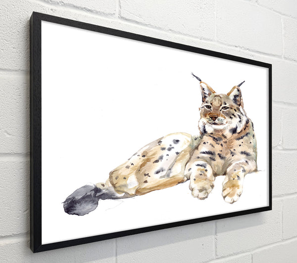 Lynx Laying Down
