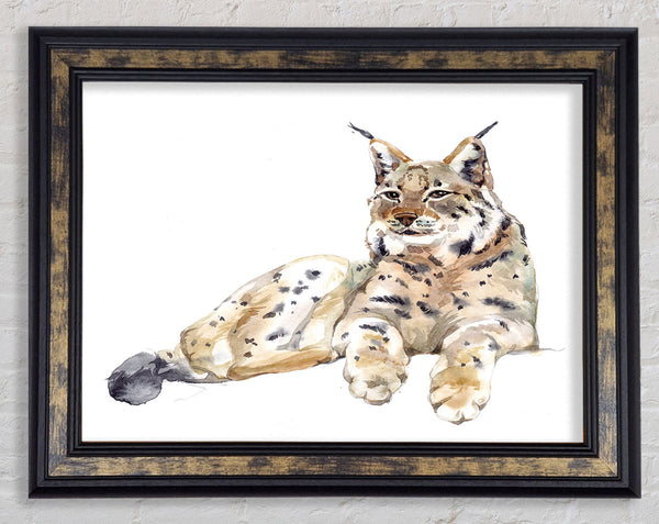 Lynx Laying Down Framed Print