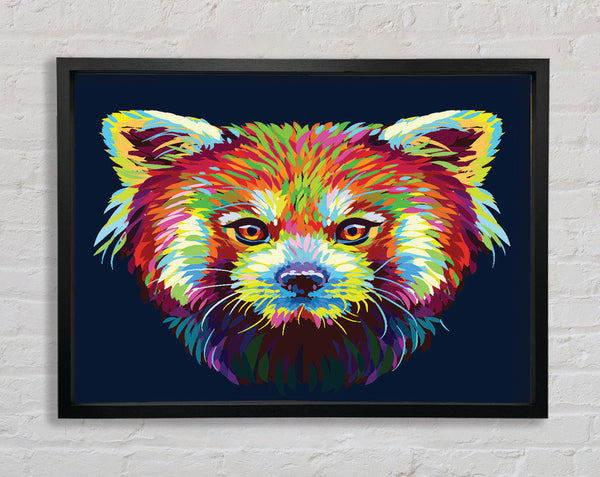 Roter Panda starrt