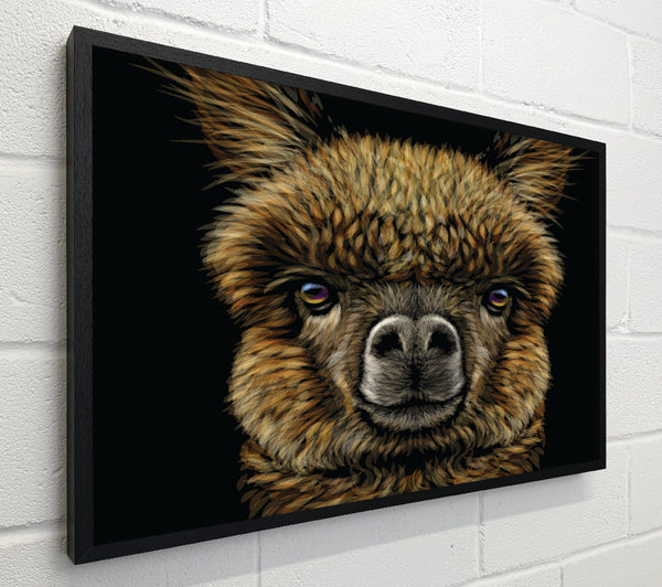 Alpaca Up Close