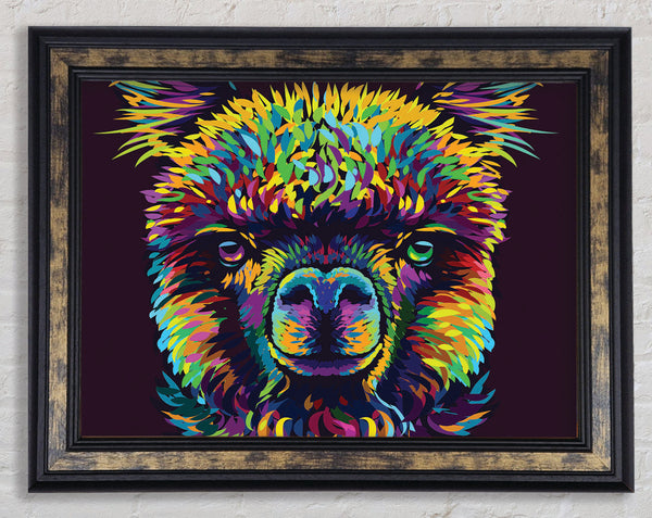 Alpaca In Colour Framed Print