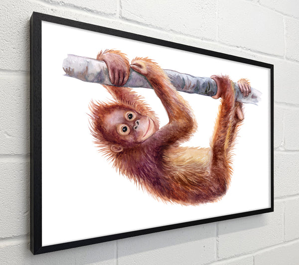 Hanging On A Branch Orangutan