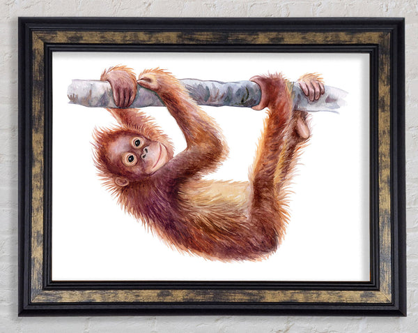 Hanging On A Branch Orangutan Framed Print