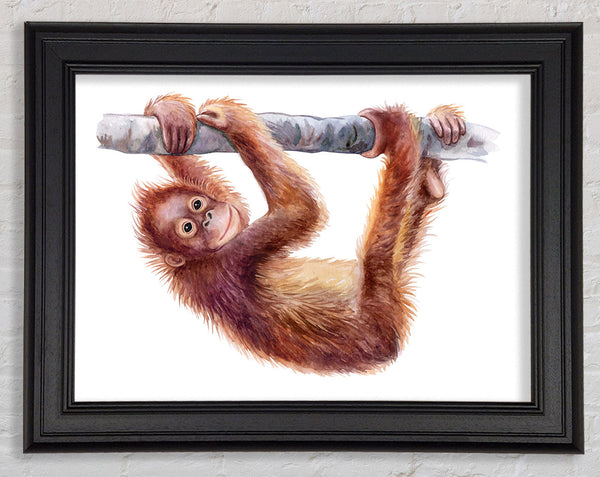 Hanging On A Branch Orangutan Framed Print