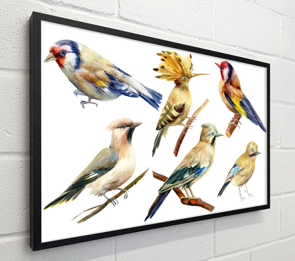Birds Of Beauty 2