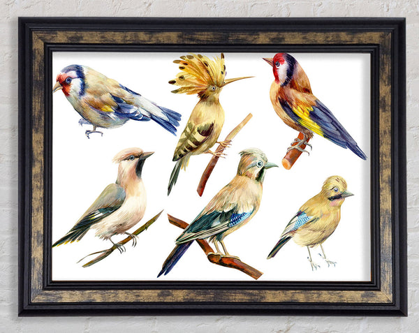 Birds Of Beauty 2 Framed Print