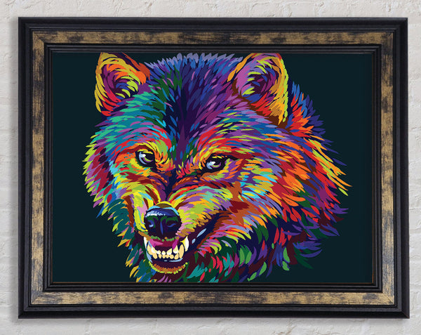Growling Wolf Colour Framed Print