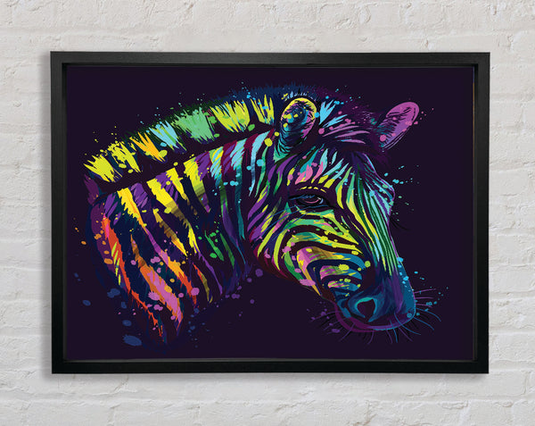 Regenbogen Zebra Leben
