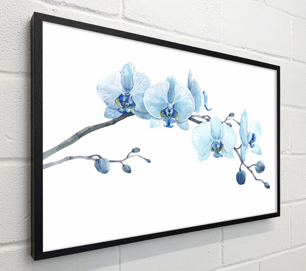 The Blue Orchid Curve