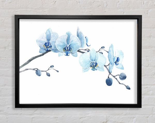 Die blaue Orchideenkurve