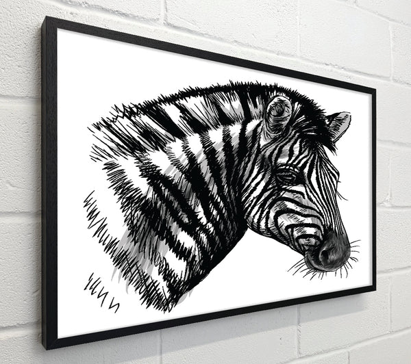 Black And White Zebra Head