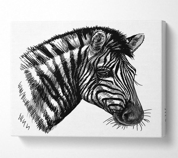 Black And White Zebra Head