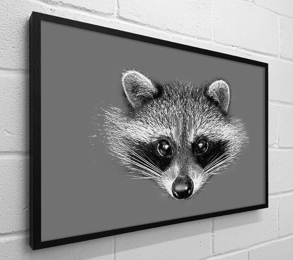 Raccoon On Grey