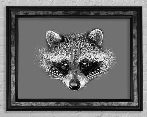 Raccoon On Grey Framed Print