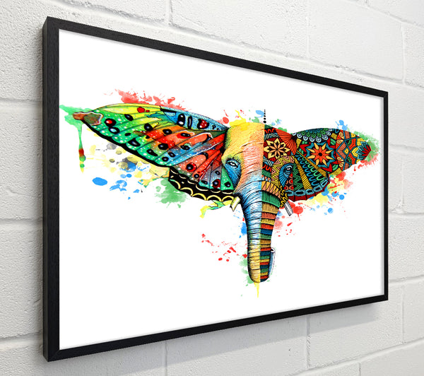 Elephant Ear Butterfly