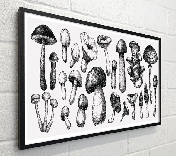 The Toadstool Collection