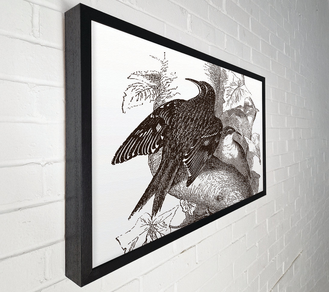  A Canvas Print of Old British Illustration Of Birds Canvas Art