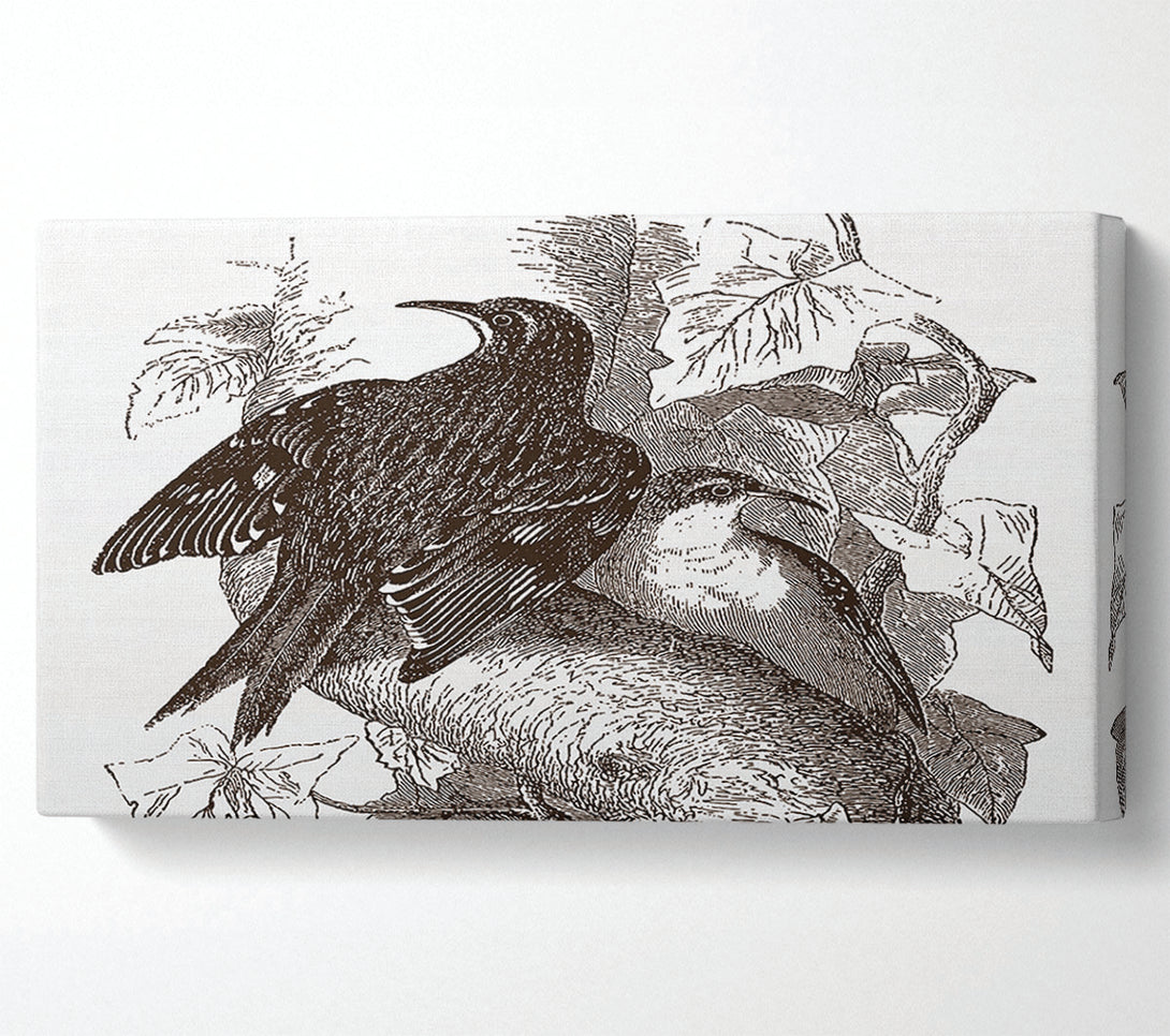  A Canvas Print of Old British Illustration Of Birds Canvas Art