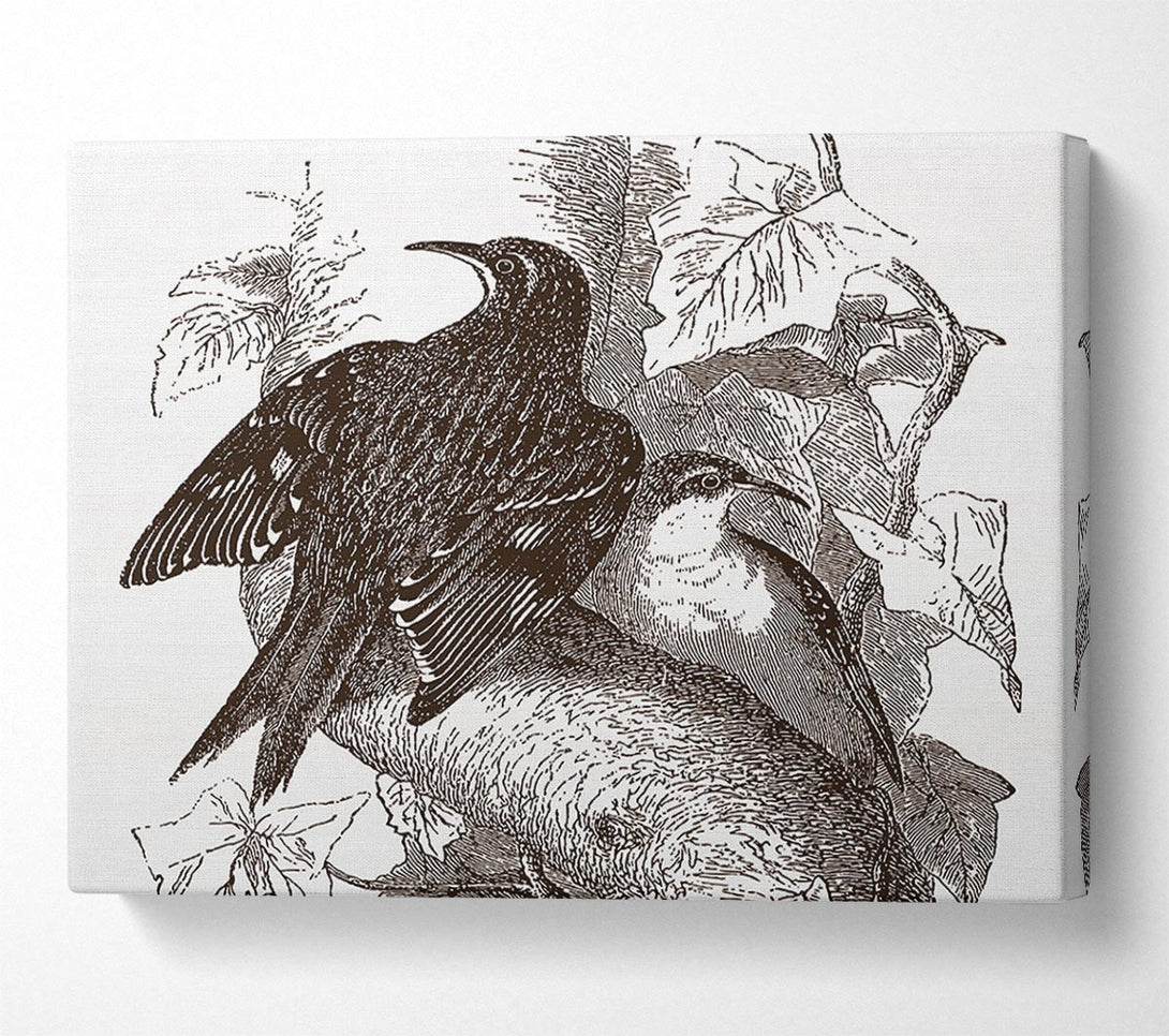  A Canvas Print of Old British Illustration Of Birds Canvas Art