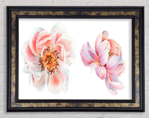 Two Beautiful Pink Peach Flowers Framed Print