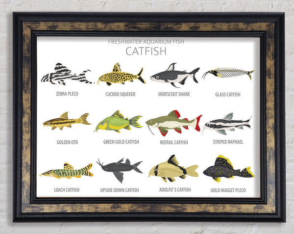 Catfish Chart