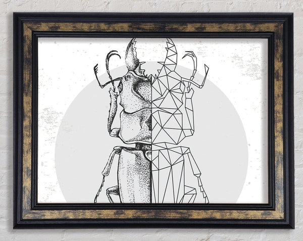 The Stag Beetle Sketch Framed Print