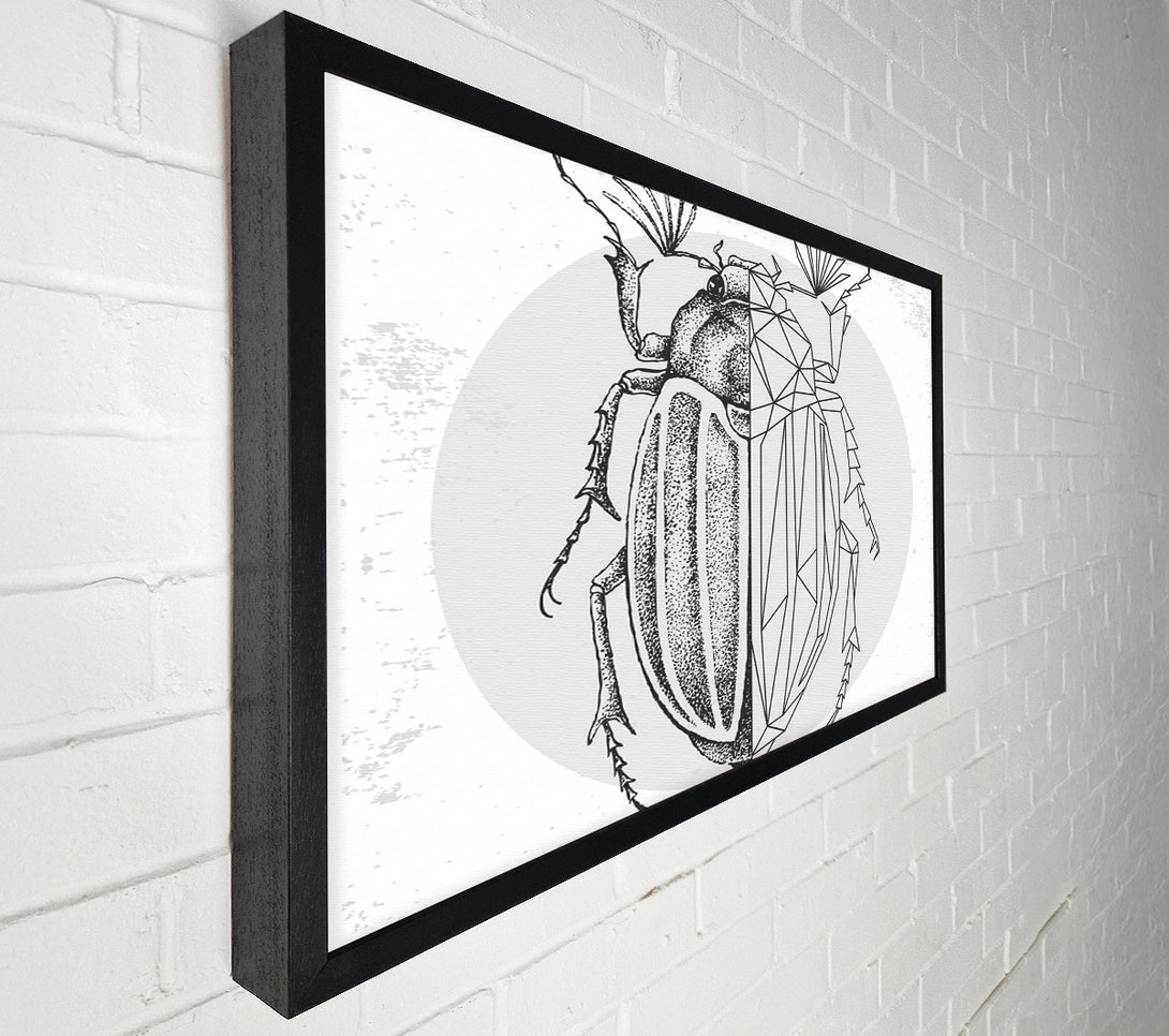  A Canvas Print of The Beetle Sketch Canvas Print