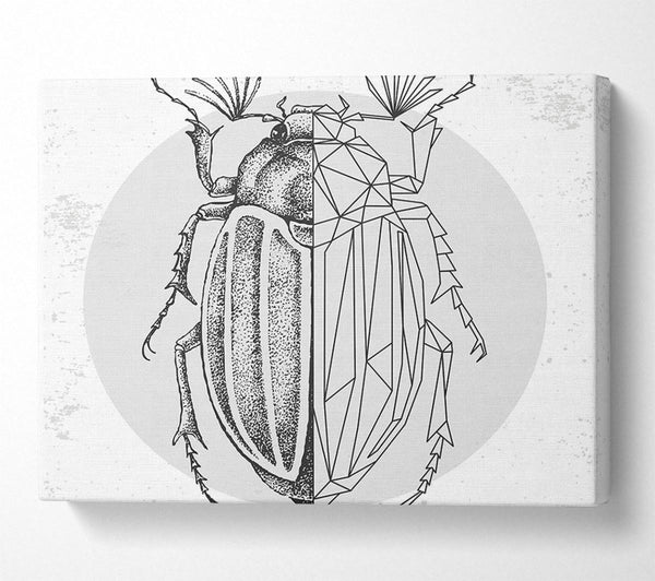  A Canvas Print of The Beetle Sketch Canvas Print
