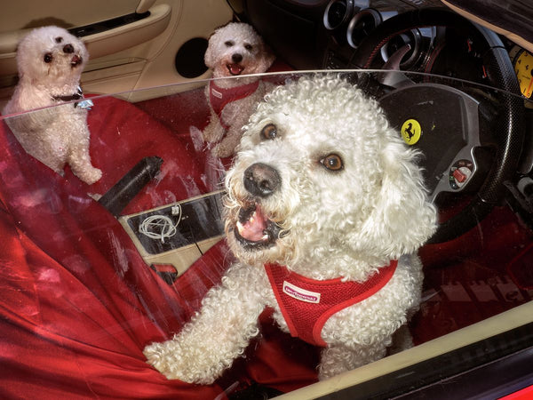 Dougie Wallace - Harrodsburg Dogs