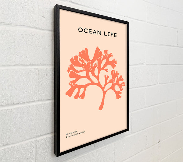 Orange Coral Tree