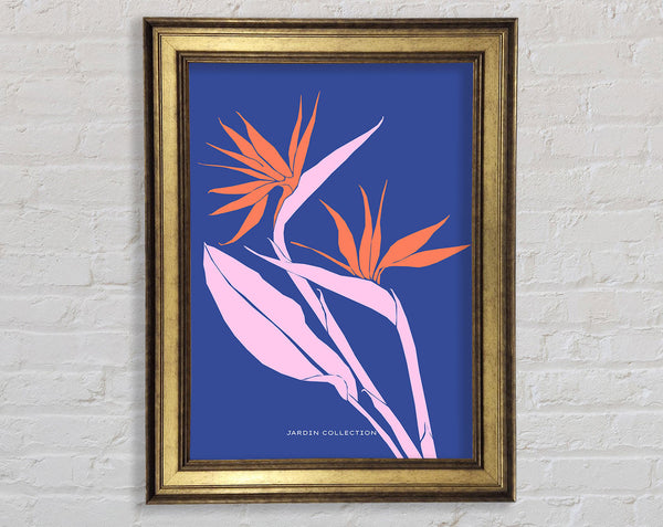 Bird Of Paradise Flower Framed Print