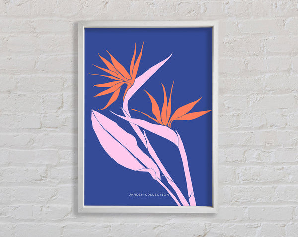 Paradiesvogelblume