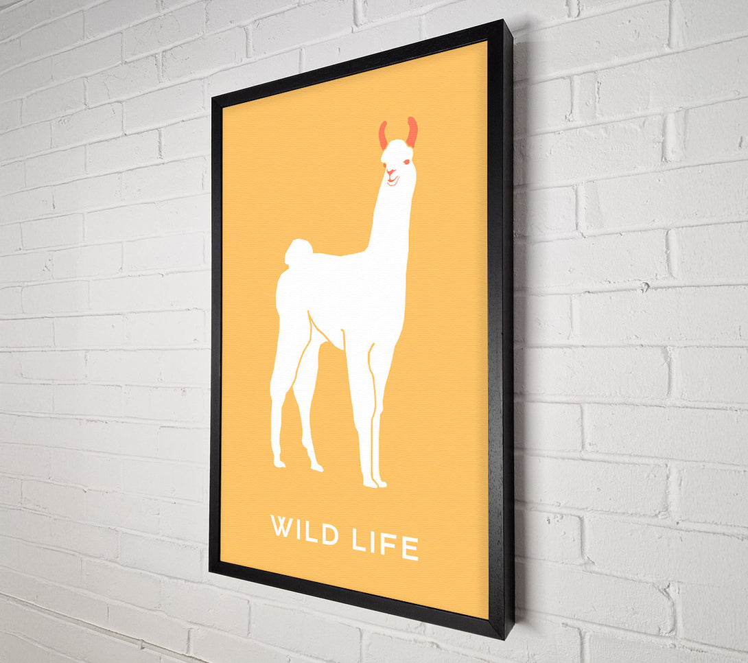  A Canvas Print of Alpaca Stance Canvas Art