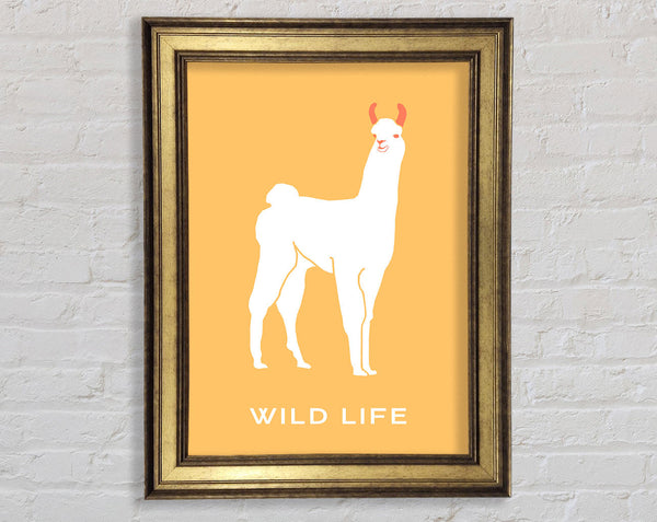Alpaca Stance Framed Print