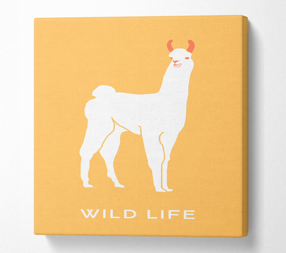  A Canvas Print of Alpaca Stance Canvas Art