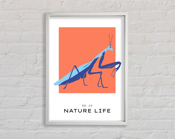 Praying Mantis Crawling Framed Print