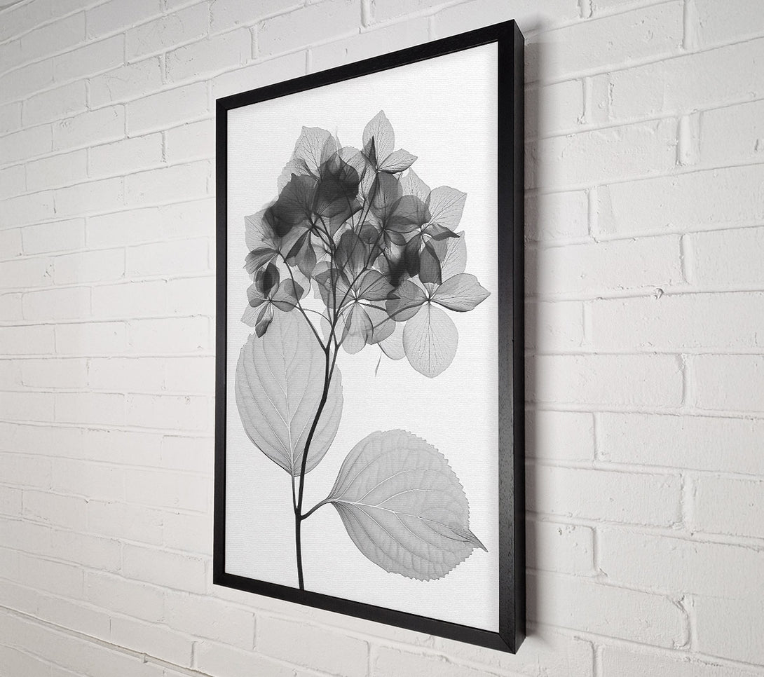  A Canvas Print of Autumn Leaf X-Ray Canvas Print