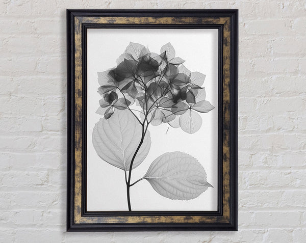 Autumn Leaf X-Ray Framed Print