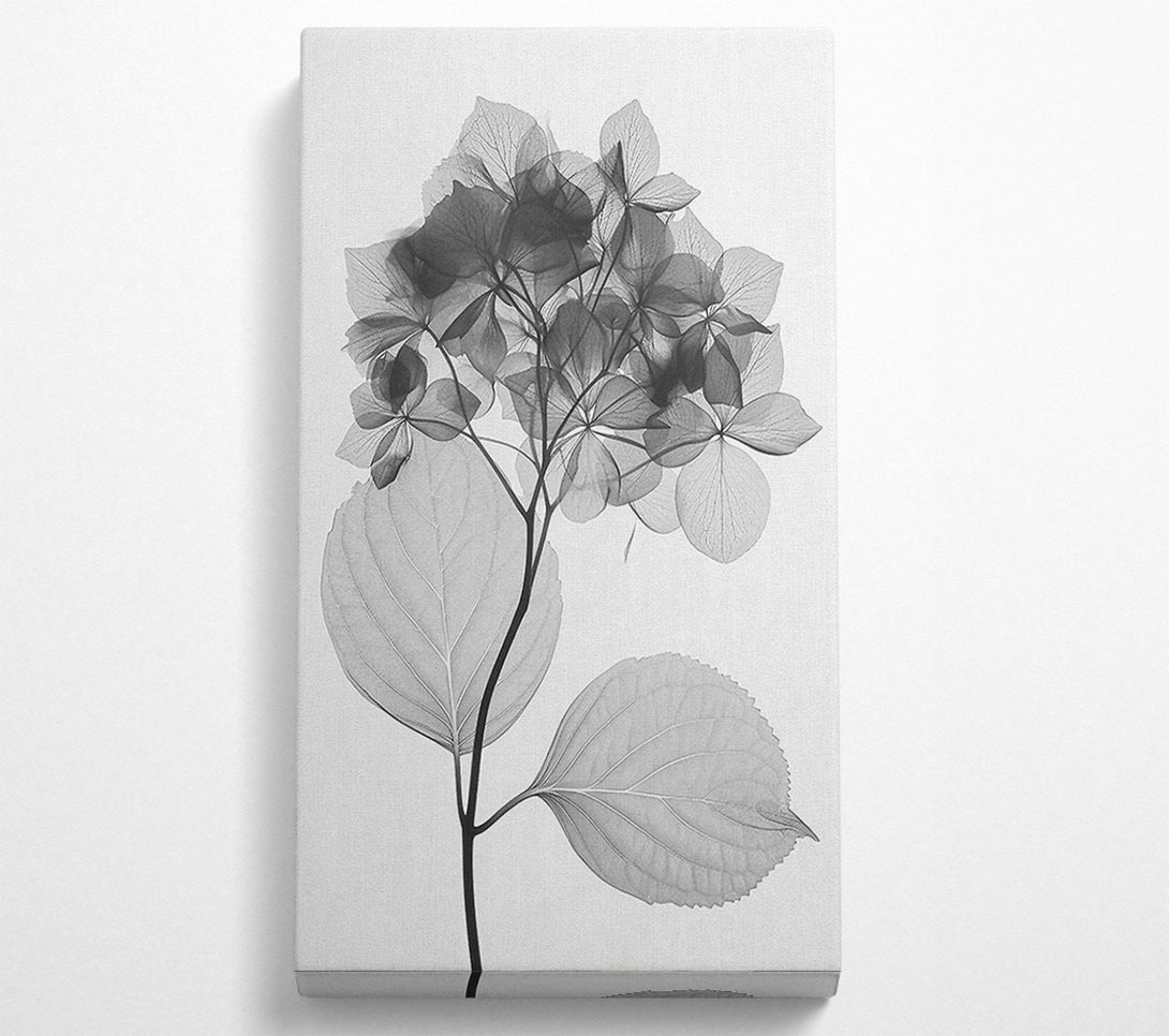  A Canvas Print of Autumn Leaf X-Ray Canvas Print