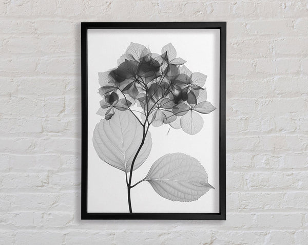 Autumn Leaf X-Ray Framed Print