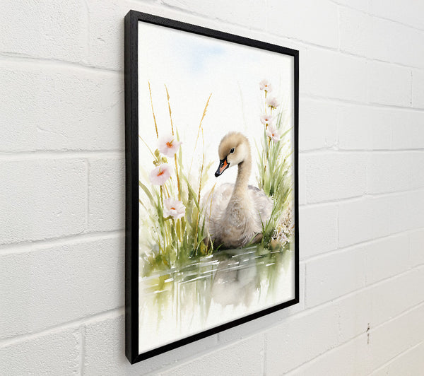 Baby Swan Swim