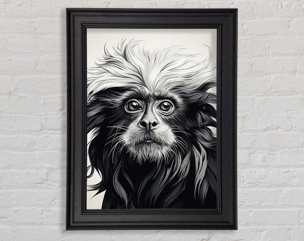 Black Lion Tamarin Framed Print