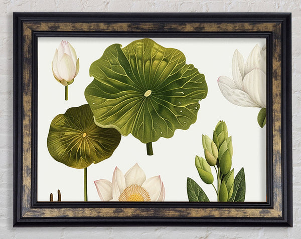 Botanical Flowers And Leaves Framed Print