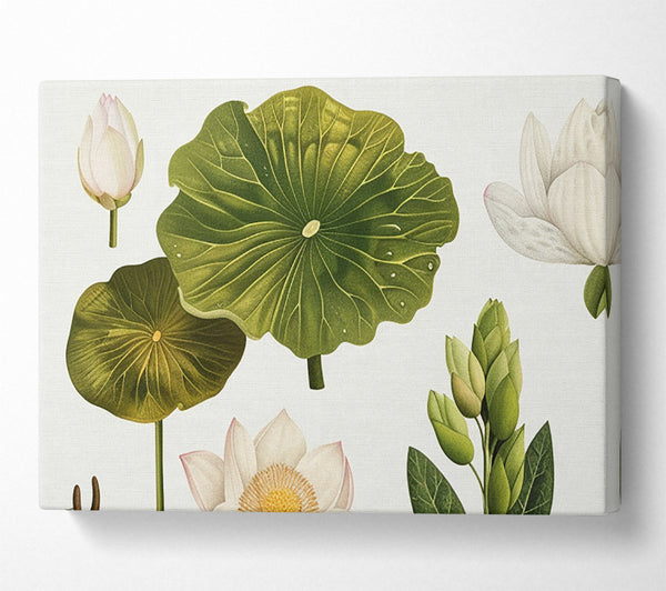  A Canvas Print of Botanical Flowers And Leaves Canvas Wall Art