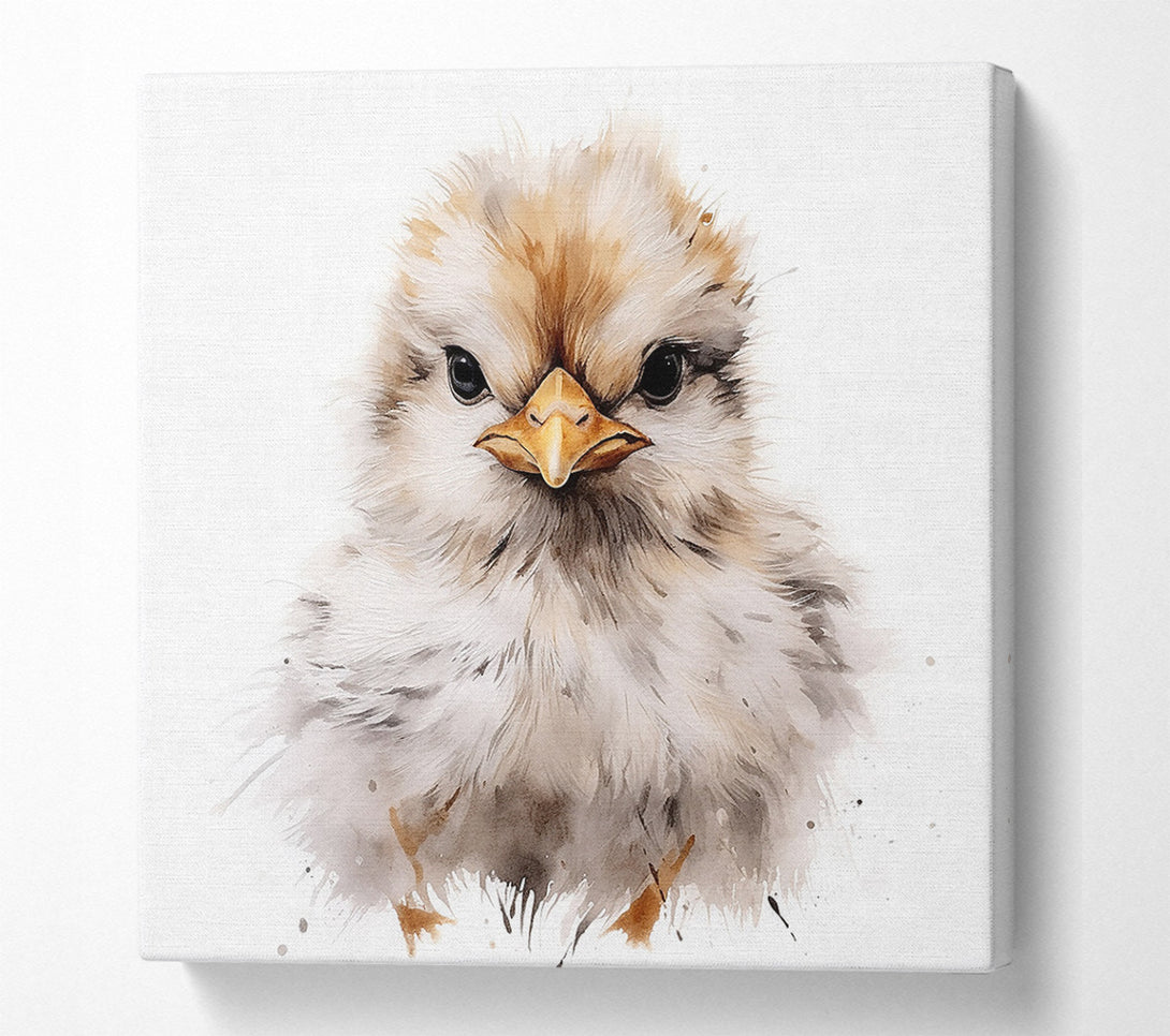  A Canvas Print of Chick Stare Canvas Print