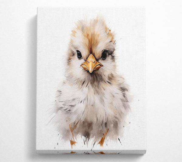  A Canvas Print of Chick Stare Canvas Print