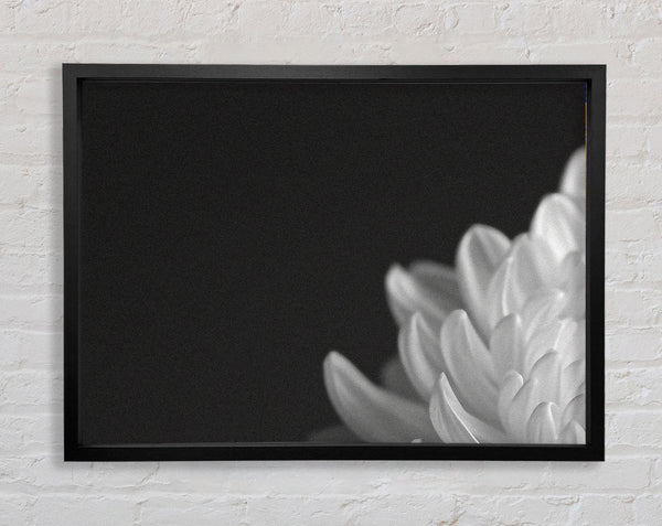 Chrysanthemum Black And White Framed Print